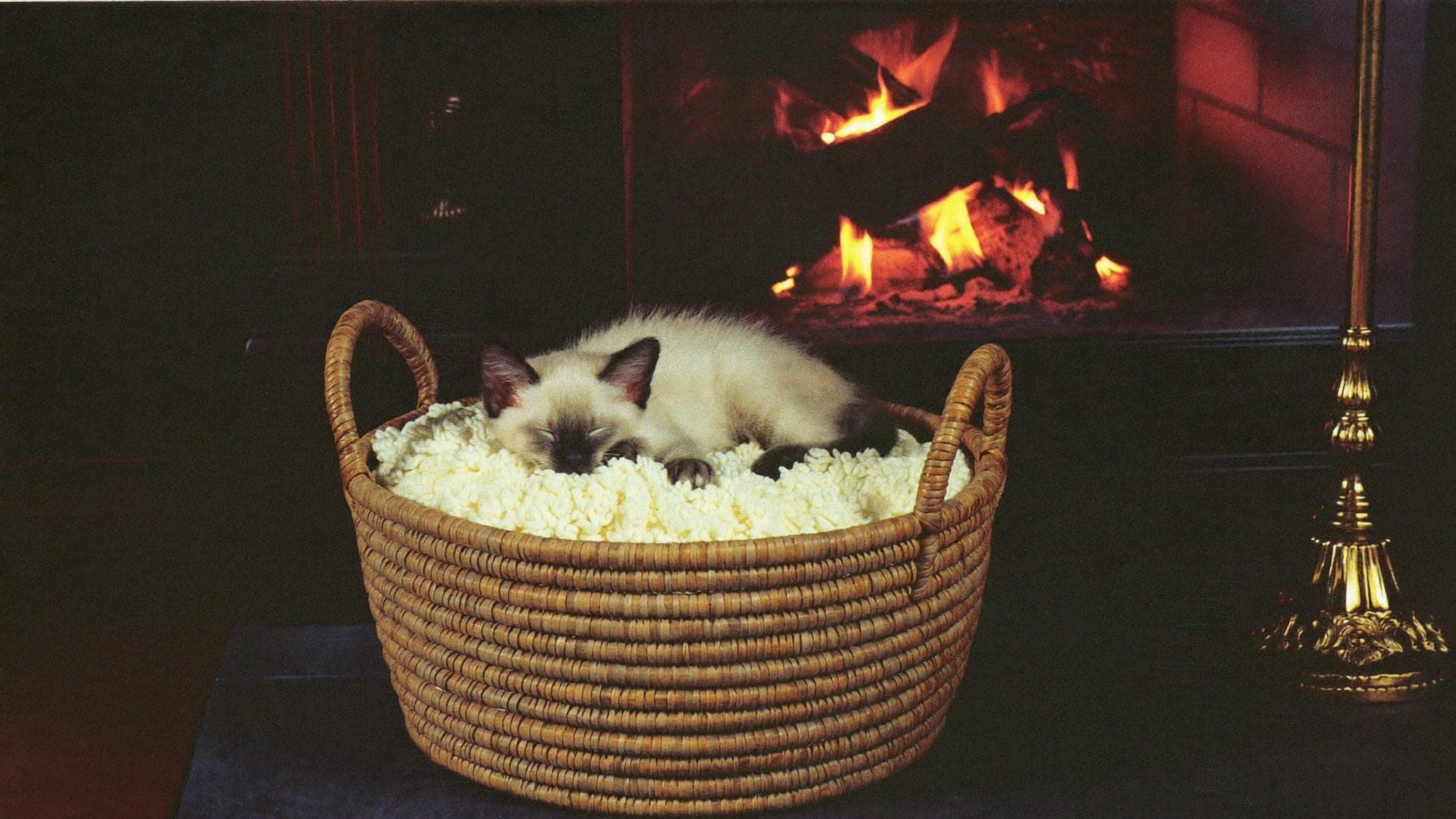A cat settled by the fireside on a winter evening