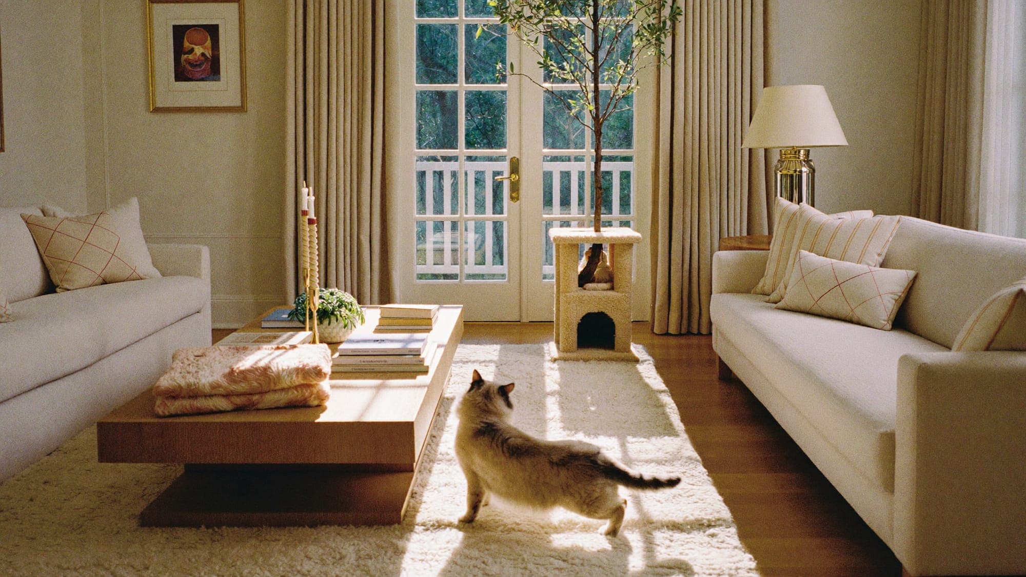 Sunlight falling across the drawing room where Muggles Mittens kittens are raised
