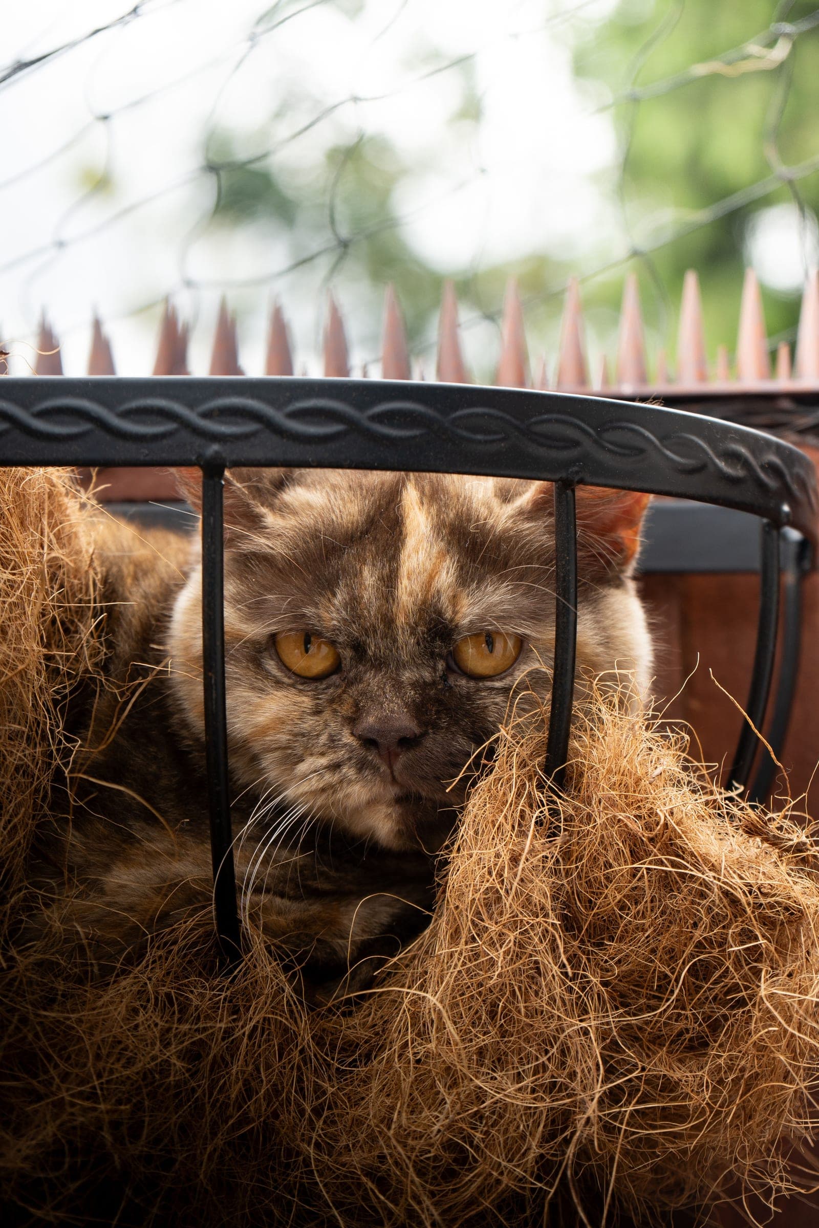 Amber, chocolate tortie British Shorthair queen