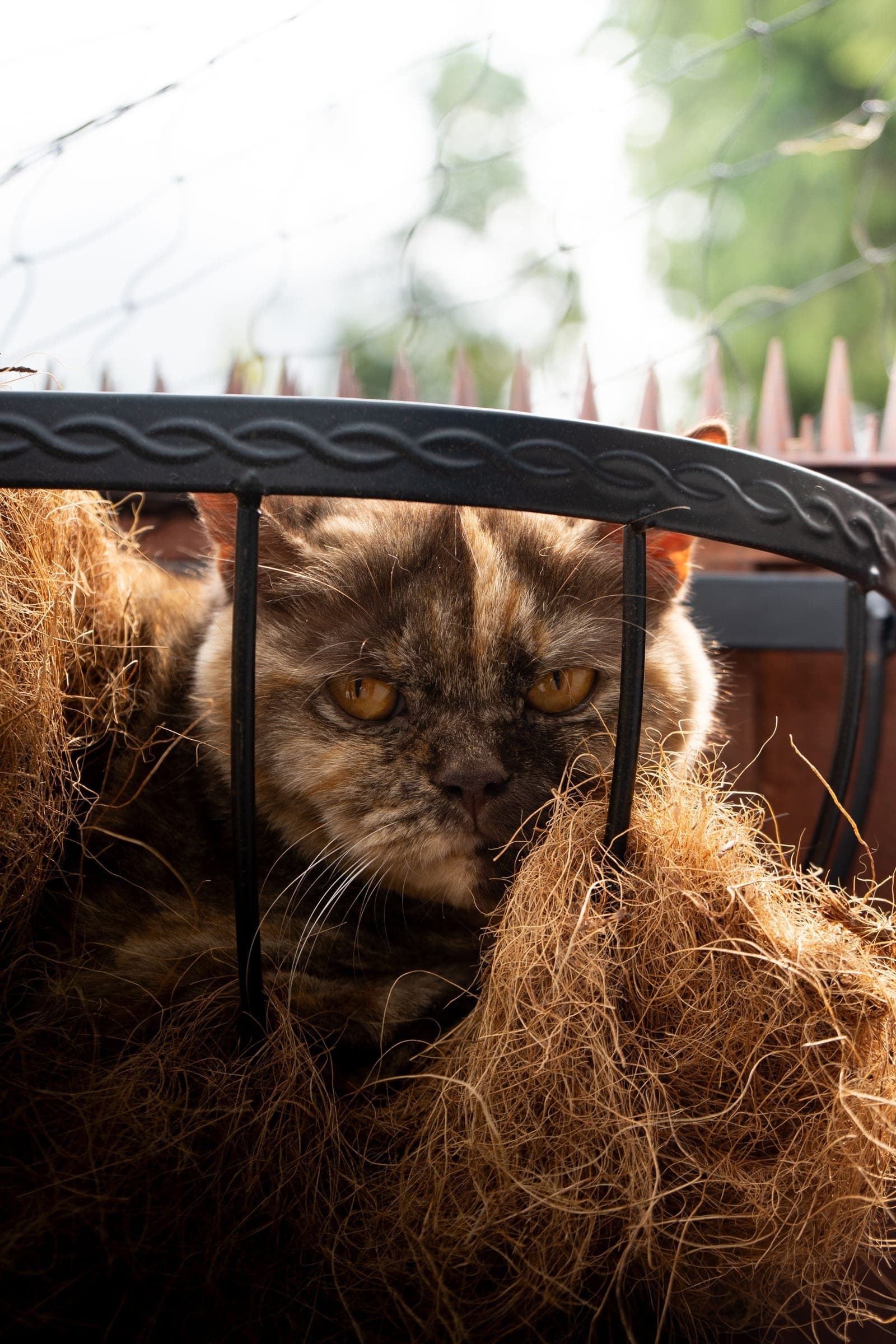 Amber, chocolate tortie British Shorthair queen