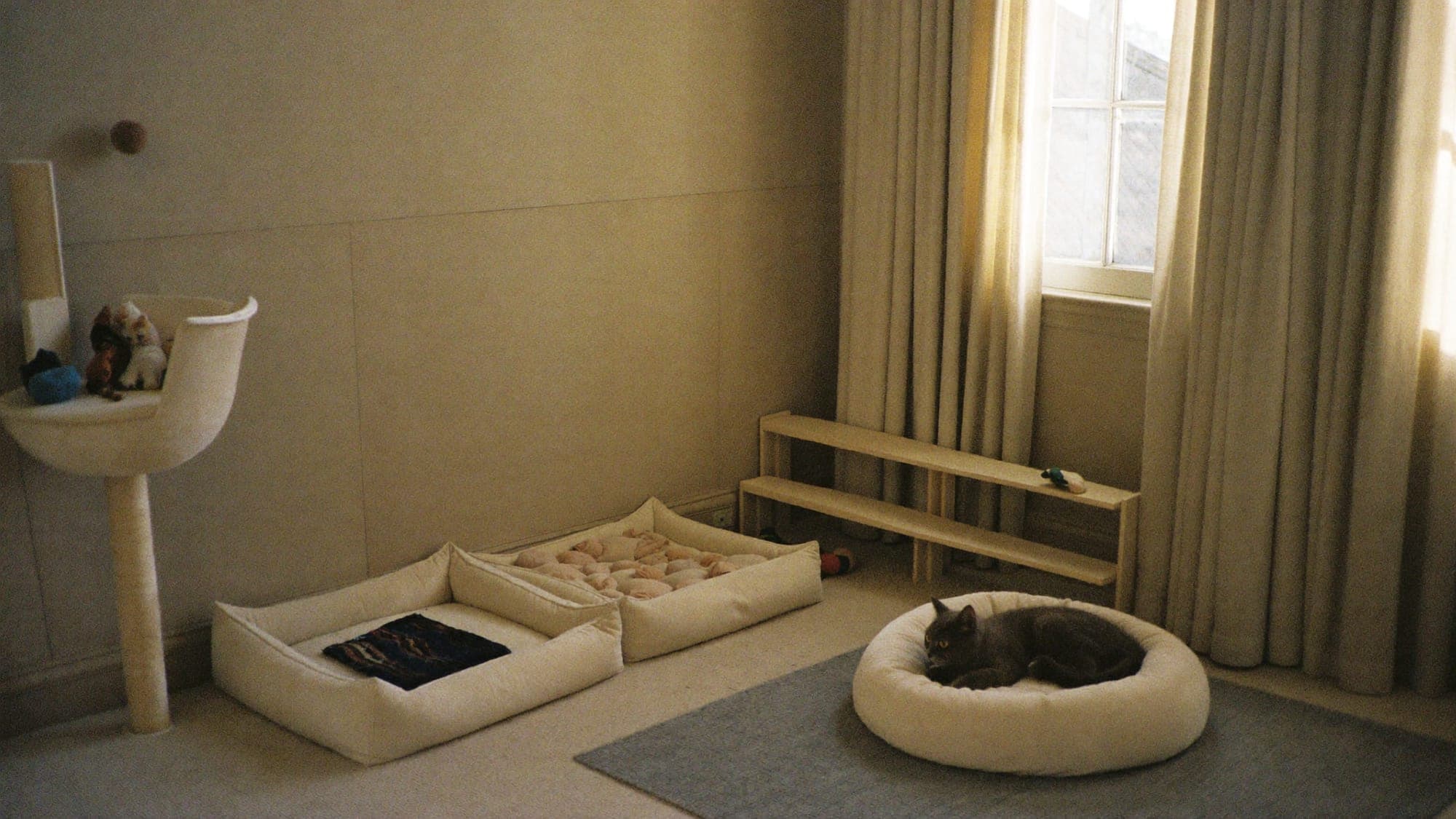 The sunlit kitten nursery at Muggles Mittens